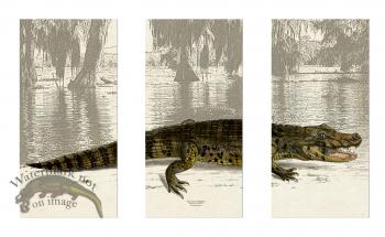 American Alligator Triptych unframed